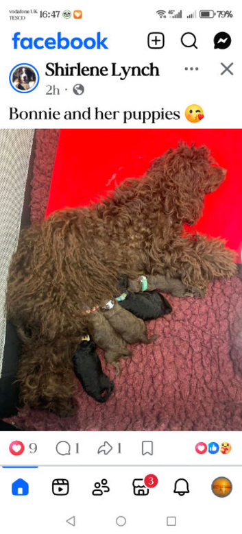 Toy poodles