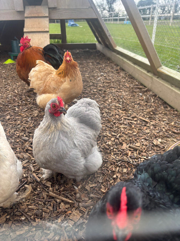 Pekin bantams / hybrid chickens (blue green brown)