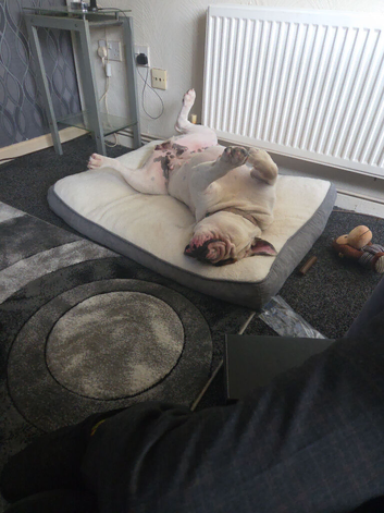 English bulldog