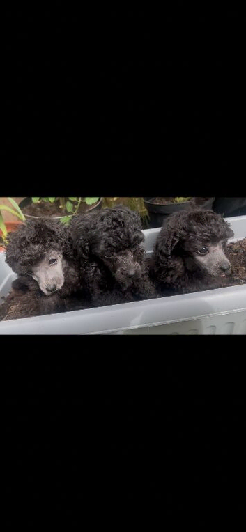 SILVER TOY POODLE PUPPIES