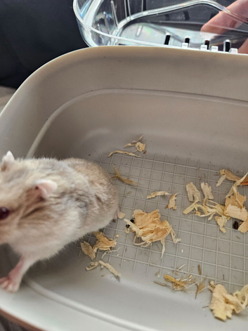 Hamster and cage and food