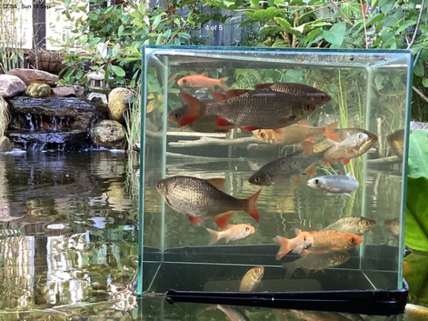 Koi, goldfish, Rudd, Etc