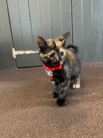 2 female kittens available and ready to go