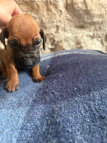 Rhodesian Ridgeback KC puppies
