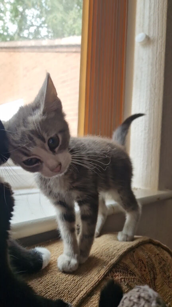 Beautiful Gray tabby and white Female kitten