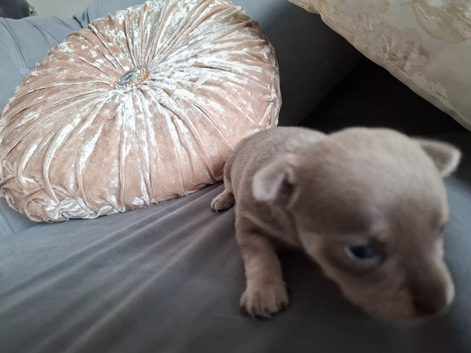 Chihuahua puppies for sale