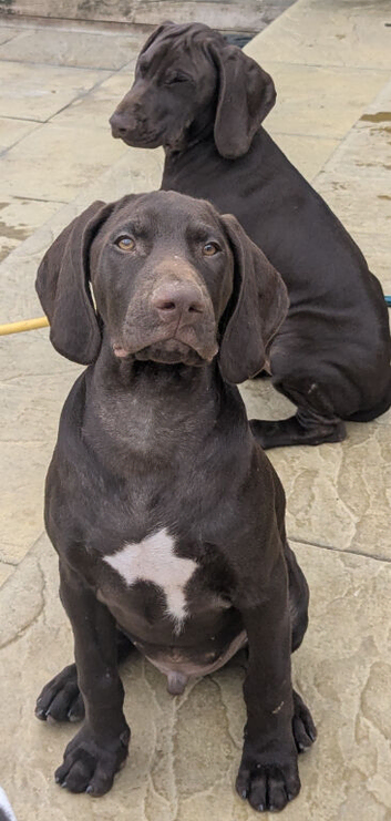 Beautiful German short haired pointer puppy's for sale