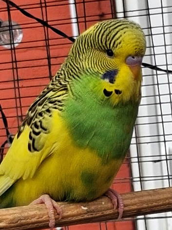 Baby budgies
