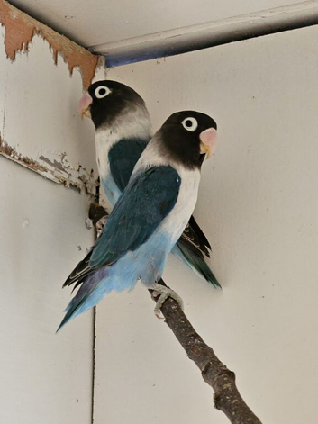 2 pair of lovebirds
