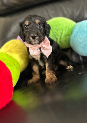Stunning litter of cockapoo puppies