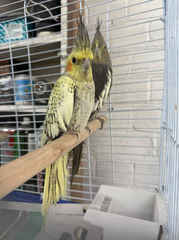 cockatiels