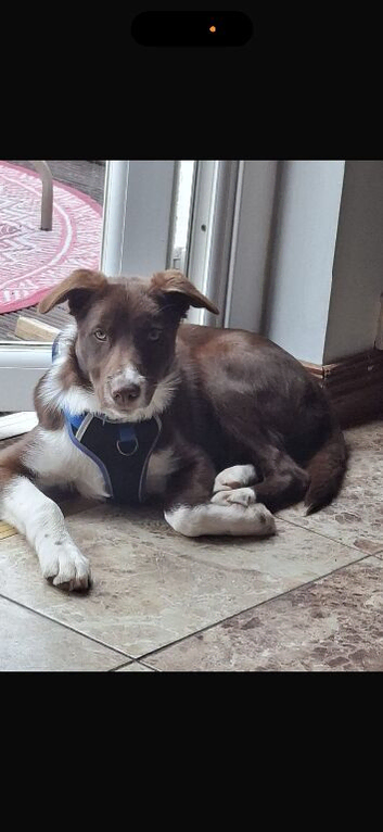 Collie dog for sale