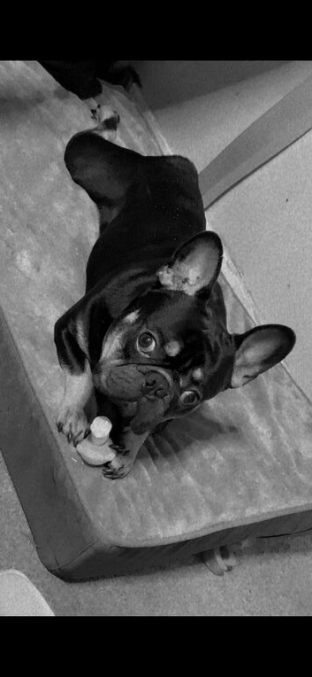 Beautiful kc registered French bulldog for stud
