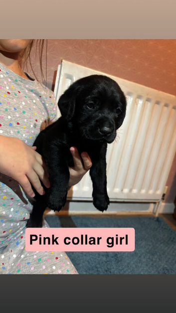 Labrador Puppies