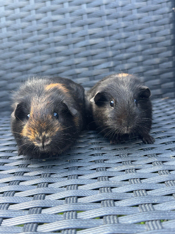 2 female black and gold guinea pigs