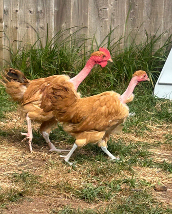Naked neck pair
