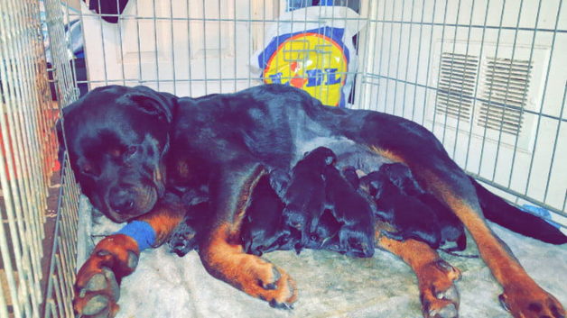10 rottweiler puppies for 7 girls and 3 boys