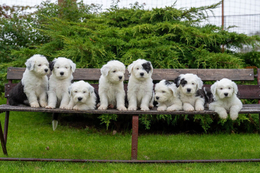 Ikc registered old english sheepdog puppies