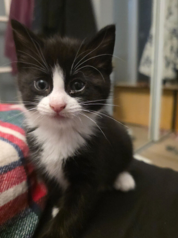 Beautiful Tuxedo Kitten Looking for Her Forever Home