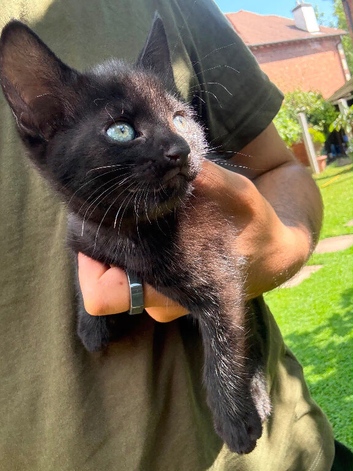 three kittens for sale