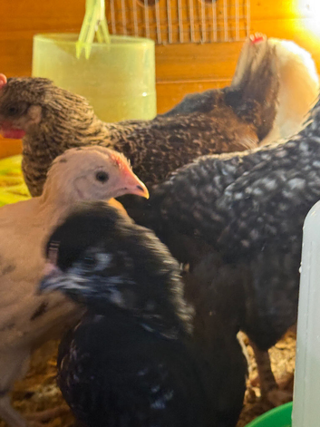 Hybrid chicks