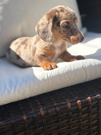 Miniature dachshund Isabella 2 boys