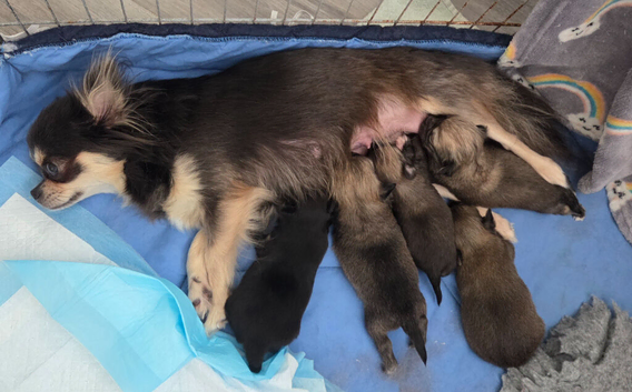 Longhaired Chihuahua Pups