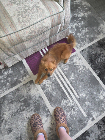 Female German Spitz