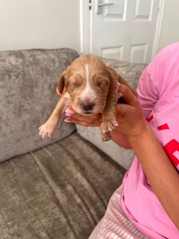 Beautiful golden and blonde KC registered Cocker Spaniel Puppies
