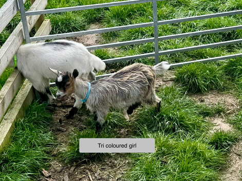 Pygmy Goat kids. pure bred.