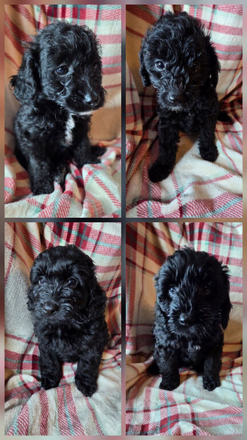 Ready Now mini Labradoodles F1b looking for forever home.