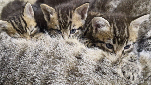 Kittens for good Home