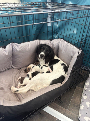 Springer pups for sale