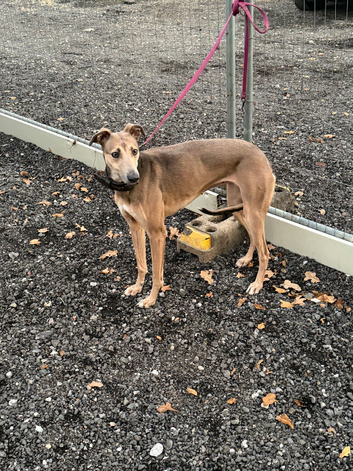 Mika 15 month old collie bull greyhound