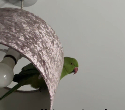 Selling my untamed ringneck
