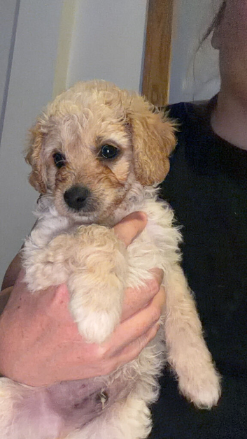 Ready to leave cavapoo