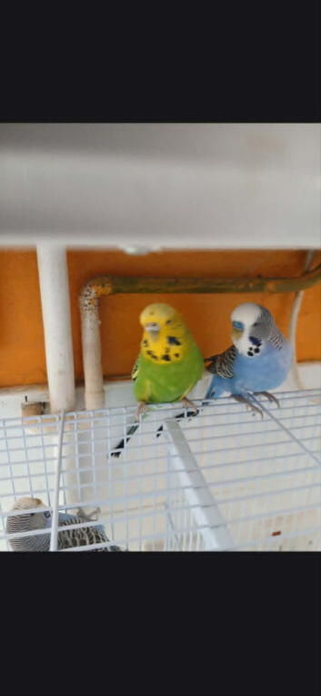 Budgies for sale