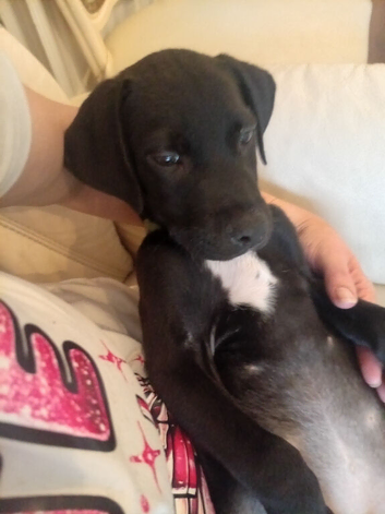 Beautiful 8 week old frenchie cross Springer spaniel pup