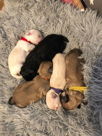 F1 Adorable Maltipoo puppies