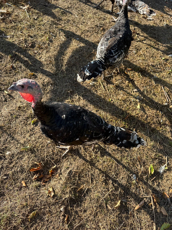 Turkey for sale