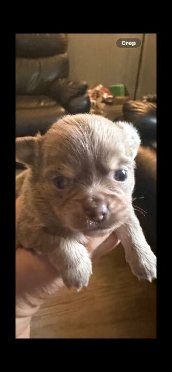 Puppy's for sale