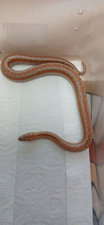 2026 coastal rosy boas