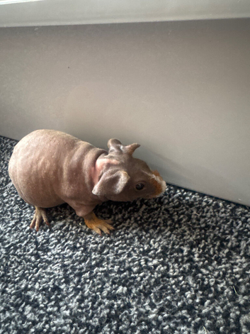 1 Male and 1 Female Guinea Pig