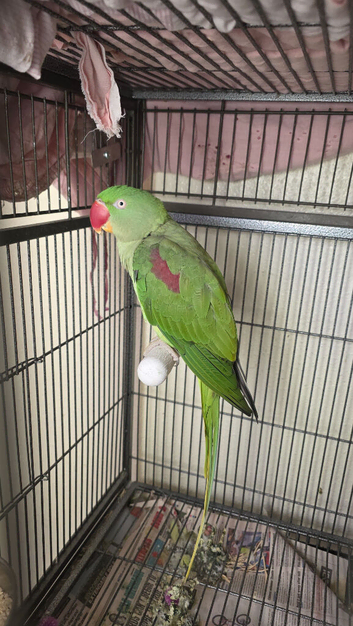 Pair of alexandrine parrots