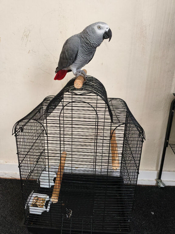 Female tame