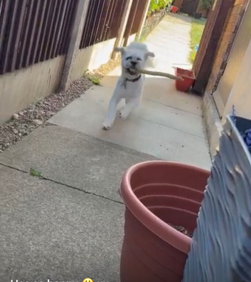 Lhasa apso