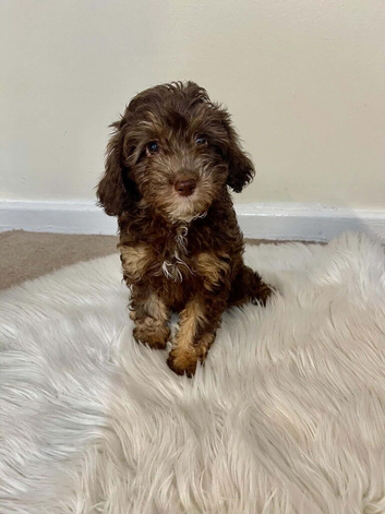 Gorgeous Cavapoo Puppies
