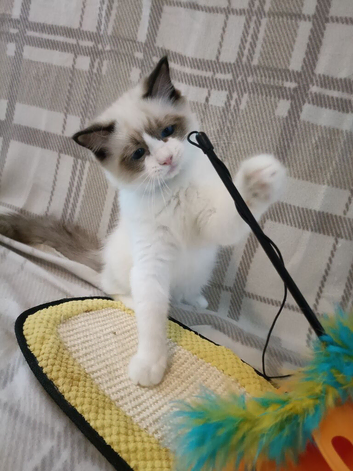 Ready Active kittens of Champion Status dad