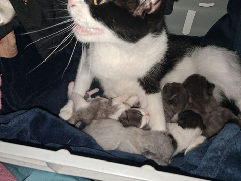 Kittens for sale
