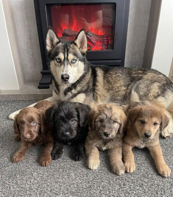 Beautiful husky x pomeranians